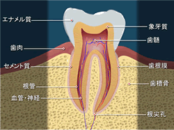 歯の構造